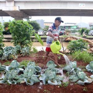 Inovasi Pertanian Perkotaan Revolusi Pangan Segar Untuk Kebutuhan Restoran Modern